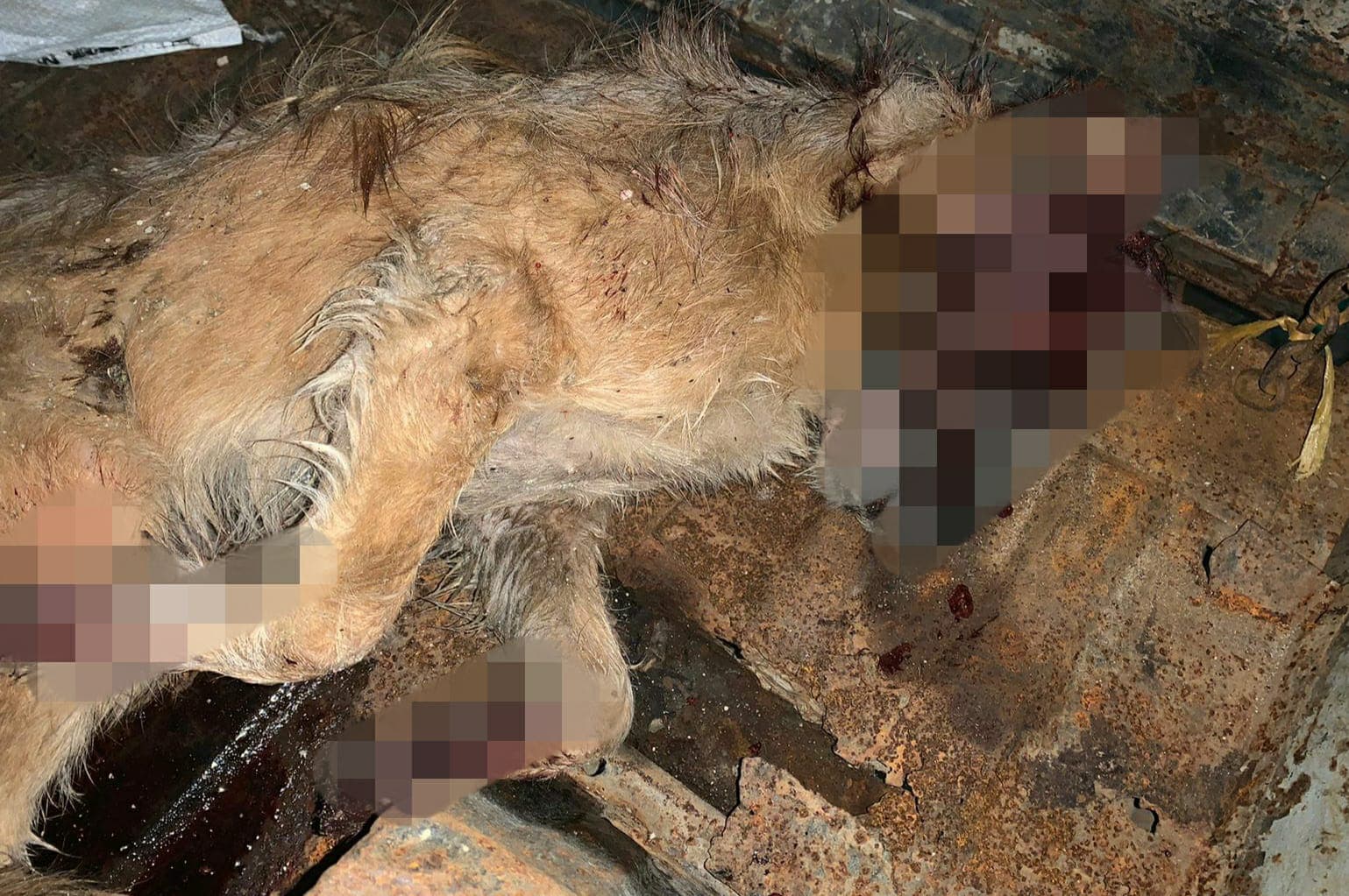 Bangkai anjing Do yang tewas dianiaya (Foto: Istimewa)