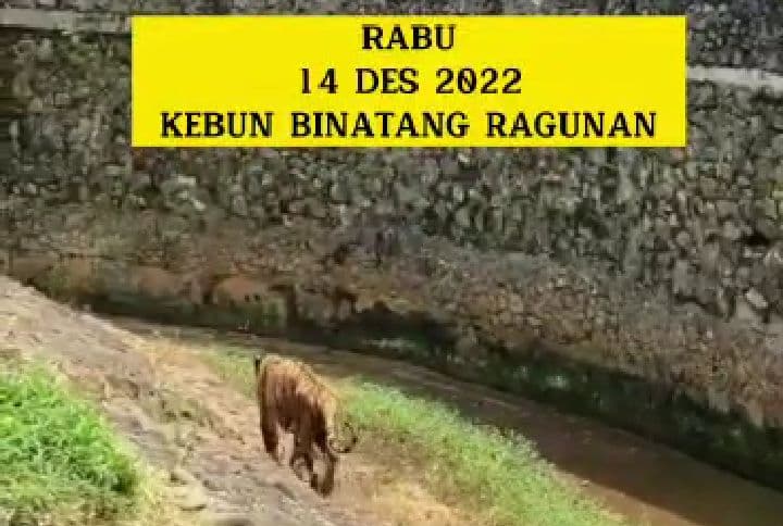 Harimau di Kebun Binatang Ragunan (Foto: Istimewa)