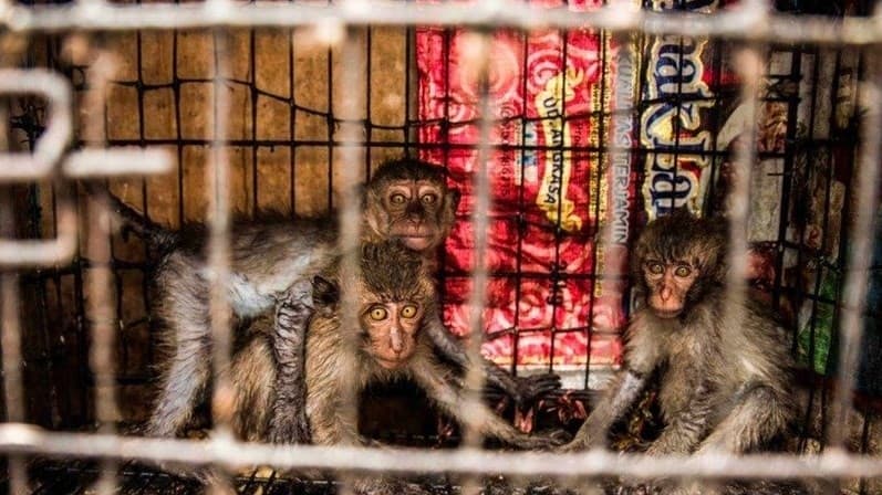 Netizen desak Menteri LHK tetapkan monyet sebagai satwa dilindungi. (Foto: Change.org)