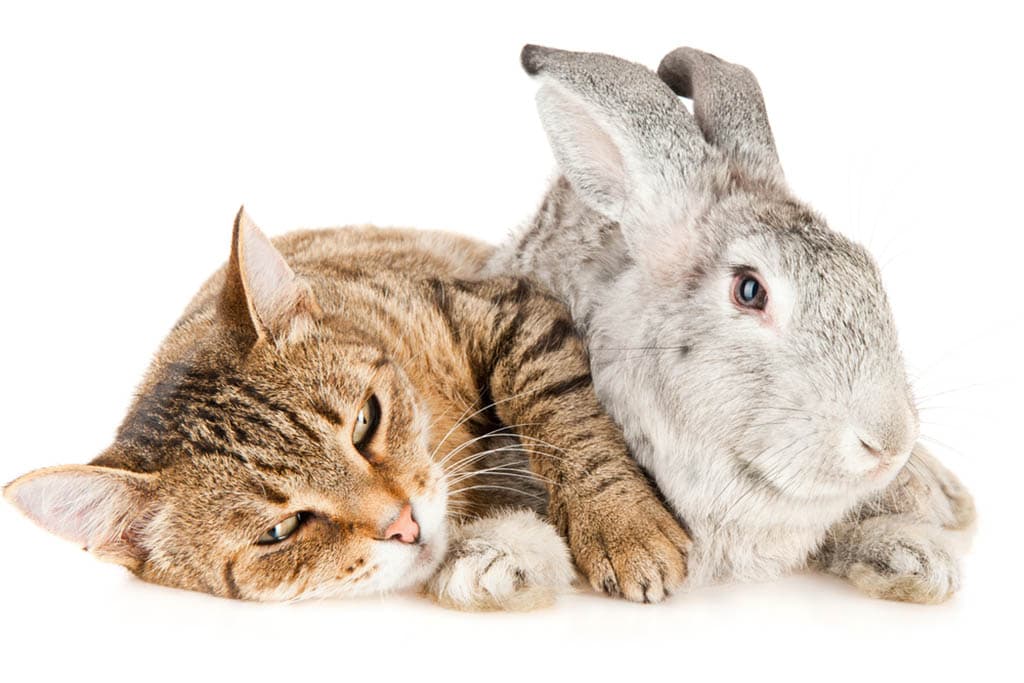 savvypetcare.com