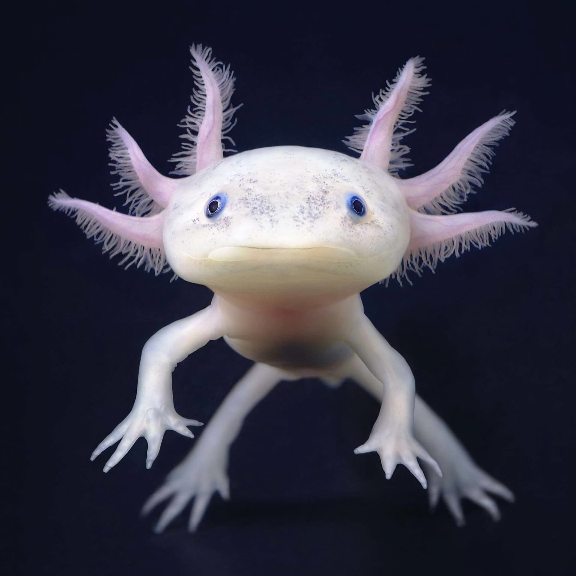 An axolotl swims underwater. (Shutterstock Photo)