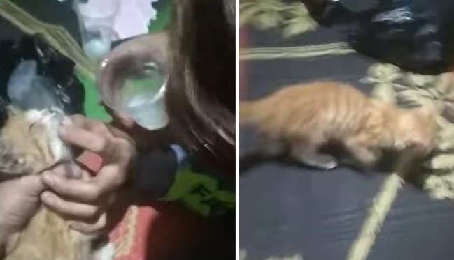 Miris! Begini Kondisi Kucing Oren yang Dicekoki Tuak di Semarang