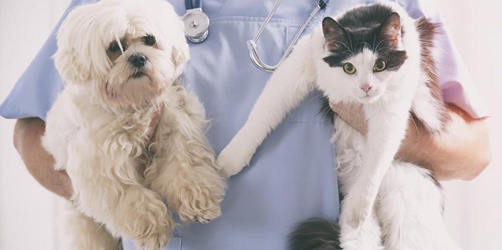 Ilustrasi World Spay Day