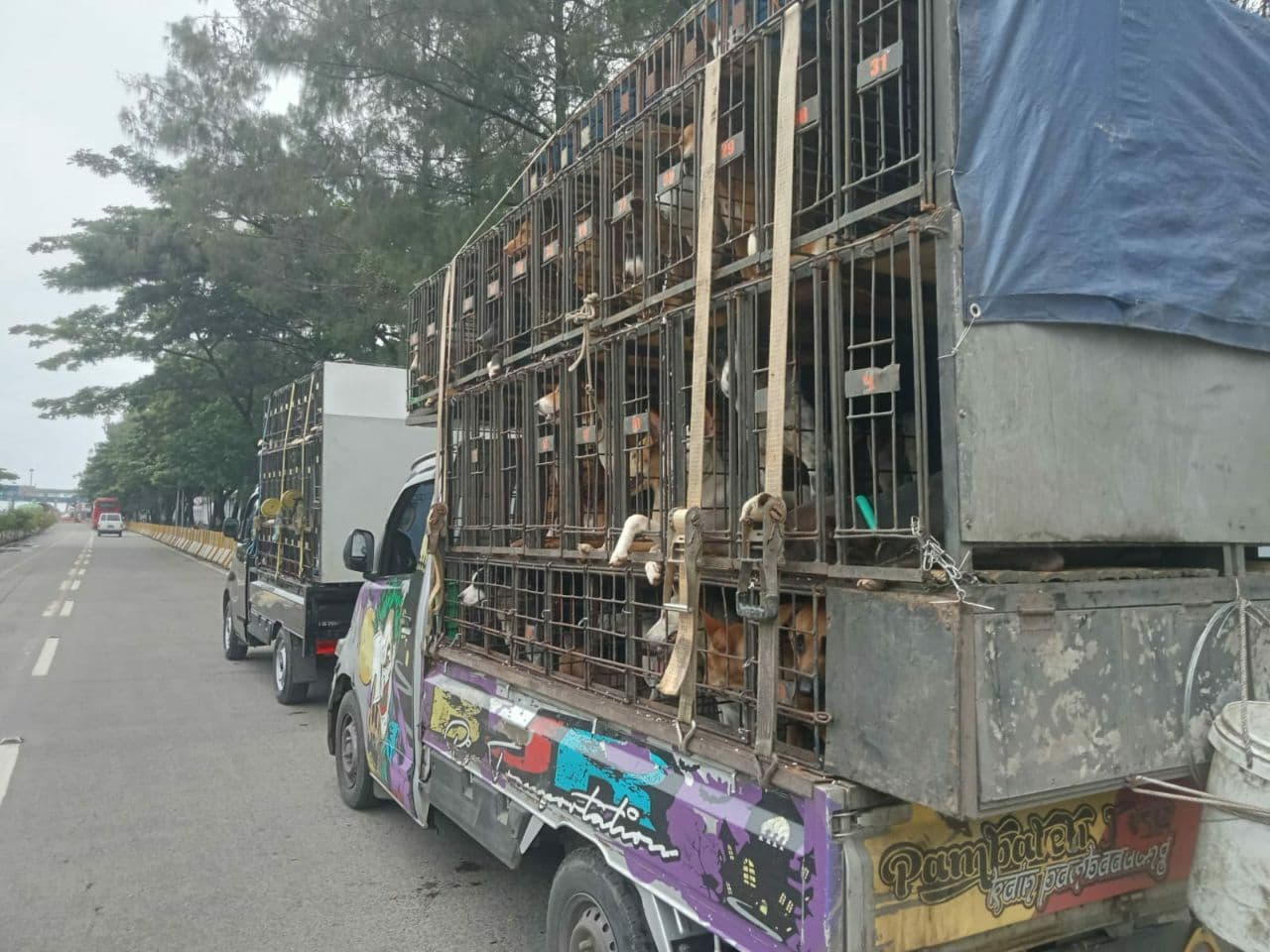 Transportasi hewan antar wilayah (Foto: ADI)