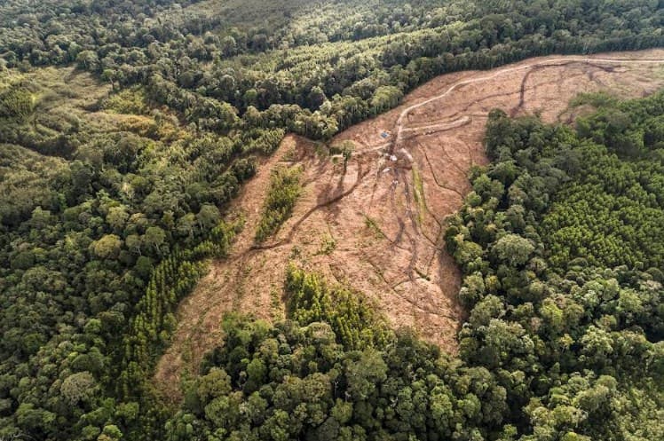 Ada Lagi! 300 Hektar Hutan di Bangka Tengah Rusak Parah karena Tambang Ilegal, Negara Rugi Sampai Rp 12,9 Triliun