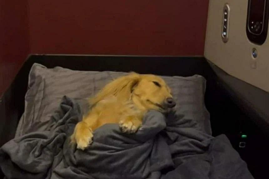 Video Anjing Terbang di Kelas Bisnis Viral, Netizen Hong Kong Ngamuk dan Mengecam