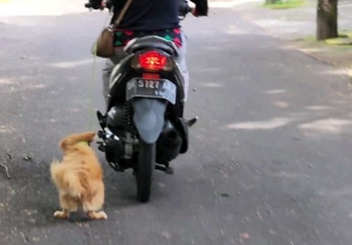 Viral Video Pengendara Motor Seret Anjing hingga Berdarah-darah, Siap-siap! Polisi Bakal Turun Tangan