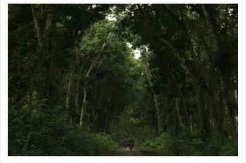 hutan Alas Purwo (Foto:Istimewa)