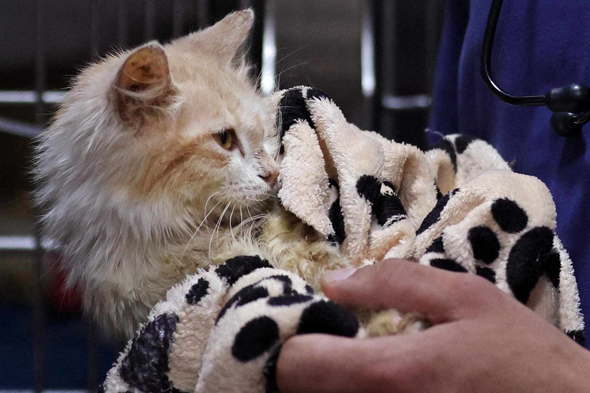 Wabah COVID Kucing Bunuh 300 Ribu Si Empus di Siprus, Berpotensi Jadi Bencana di Inggris