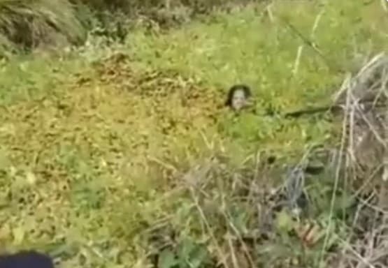 Innalillahi... Detik-detik Buruh Kelapa Sawit di Kalbar Diterkam Buaya, Begini Akhir Nasibnya