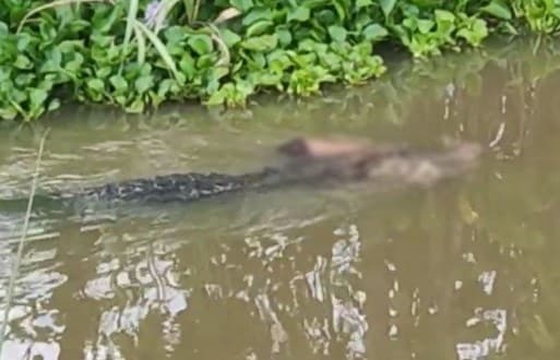 Kejadian Lagi! Detik-detik Mengerikan Pria di Kolaka Timur Tewas Diterkam Buaya Saat Cari Ikan