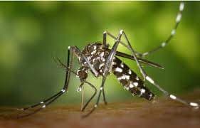 Nyamuk wolbachia (Foto:Istimewa)