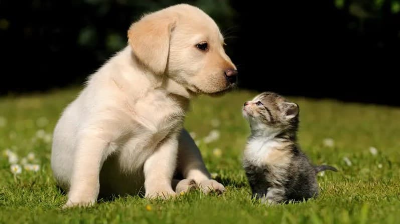 Ilustrasi kucing dan anjing