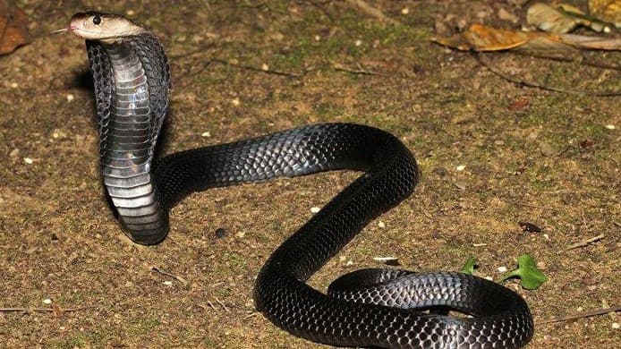 Viral! Kronologi Siswa SMP Diserang Ular Kobra hingga Mata Terkena Semburan Bisa