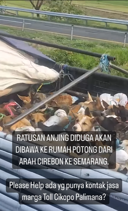 dari IG : animals_hopeshelterindonesia