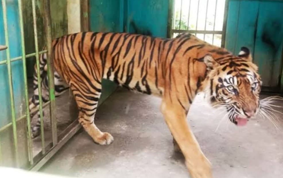 Disorot karena Kondisi Satwa Kian Memprihatinkan, Medan Zoo Gembok Akun Sosmed! Walkot Bobby Nasution Diserbu Netizen