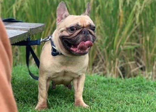 Usai Viral Kasus Chloe, Pemilik Rumah Makan di Tangerang yang Diduga Jagal Anjing Akhirnya Dipolisikan