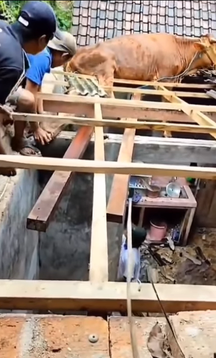 Viral Sapi Nyangkut di Atas Genteng Warga Pacitan, Ini Komentar Warganet
