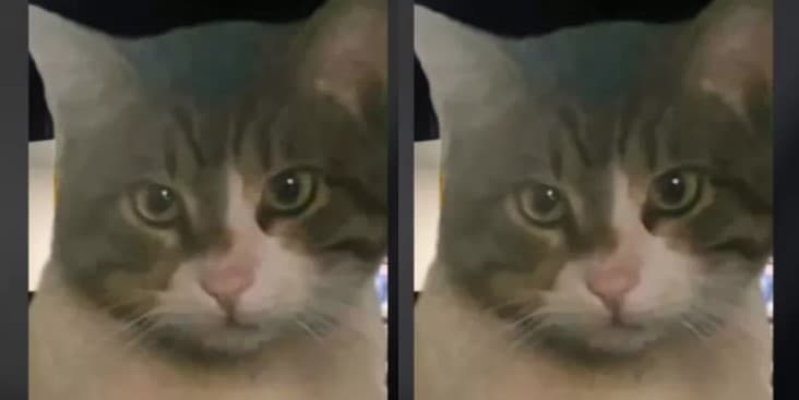 Eros, kucing Turki yang disiksa sampai mati. (Foto: TikTok)