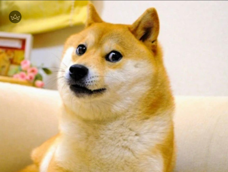 Ini Profil Kabosu, Anjing Shiba Inu yang Fotonya Jadi Meme