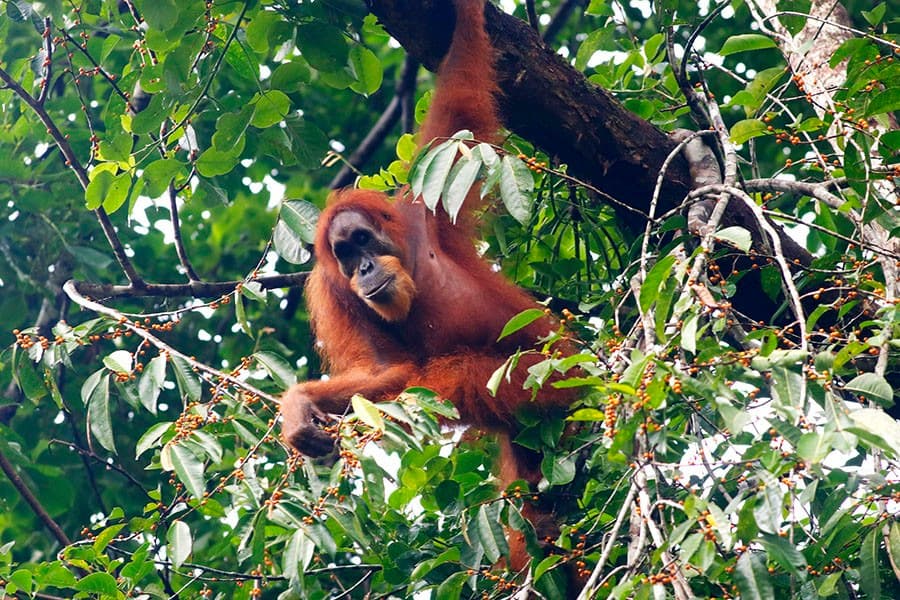 Peneliti Jerman Ternganga, Orangutan Sumatera Mengobati Luka dengan Tumbuhan Akar Kuning