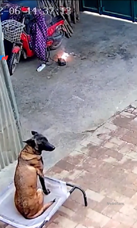 Viral Video Anjing Gagalkan Kebakaran di China, Warganet Bilang Begini