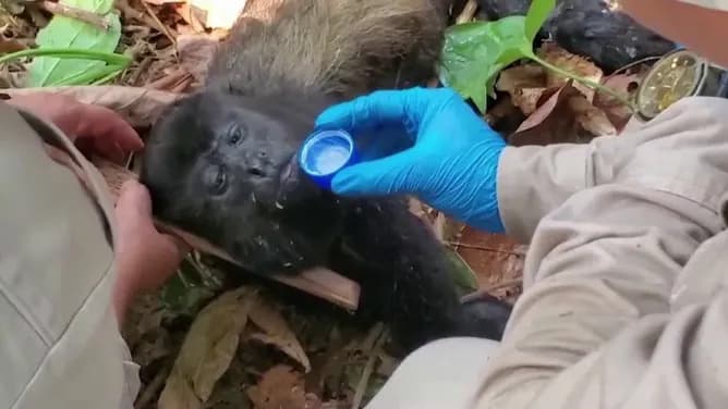 Gelombang Panas di Meksiko Bunuh Ratusan Spesies Monyet Terancam Punah