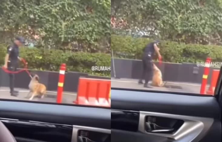 Security Pukul Anjing Demi Selamatkan Anak Kucing, Dokter Hewan: Sudah Benar