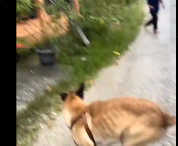 Viral Pemilik Anjing di Riau Tertawa Melihat Peliharaannya Kejar Anak Kecil, Warganet Bilang Begini