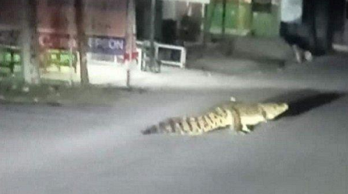 Usai Bajir, 200 Buaya Tampak Berkeliaran di Jalanan Kota, Bikin Panik Warga Meksiko