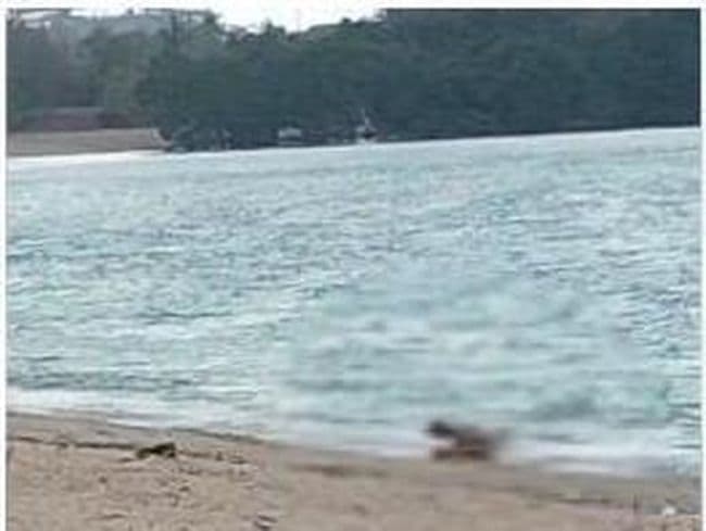 Viral Pasangan WNA Mesum di Pantai Kuta Mandalika (Foto:Istimewa)