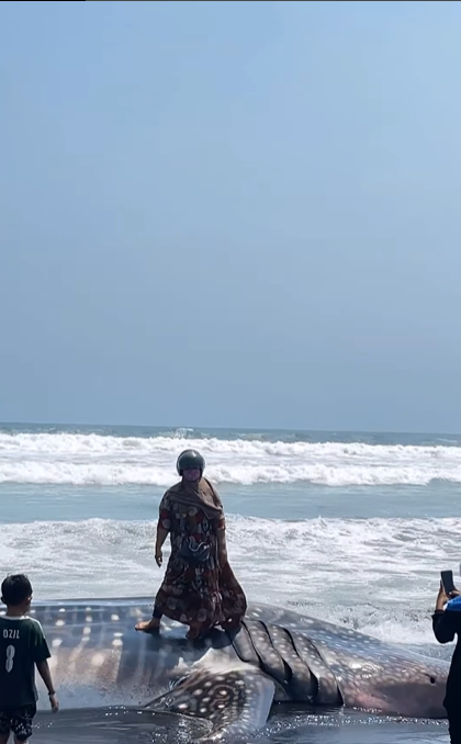 Viral Video Emak-emak Foto di Atas Bangkai Paus yang Terdampar di Pantai, Warganet: Anaknya Mana Ni?