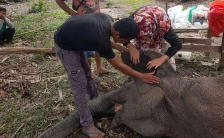 Rimbani Gajah Remaja di Tesso Nilo Dikabarkan Mati (Foto:Istimewa)