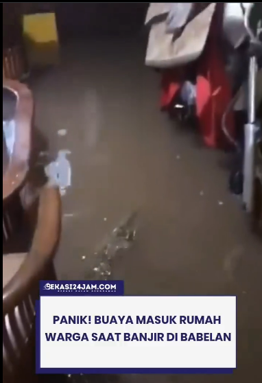 Geger! Buaya Masuk ke Rumah Warga di Babelan Saat Banjir, Warganet: Lagi Mau Jemput Ayang