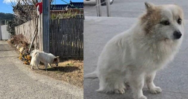 anjing Pudding setia menunggu majikannya pulang. (Foto: Allkpop)