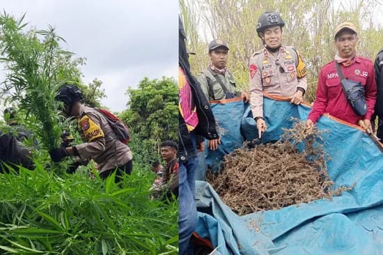 Geger Temuan Ladang Ganja di Bromo. (Foto: Reizka Kemala Nazar/pojoksatu.id)