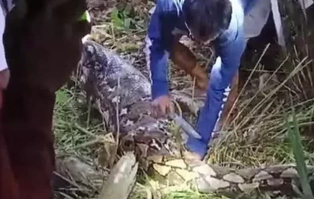 Nenek di Sidrap Hilang Misterius Usai Berkebun, Ternyata Dimangsa Ular Piton Raksasa. (Foto: Andi Mappanyuki)