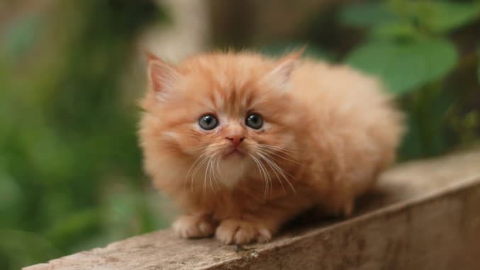 Punya Peliharaan Kitten Persia? Ini Tips Membuat Anabul Kesayangan Nyaman di Rumah