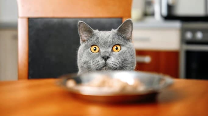 Bahaya Memberikan Makanan Manusia dan Pilihan Makanan Kucing yang Tepat. (Foto: Ilustrasi)