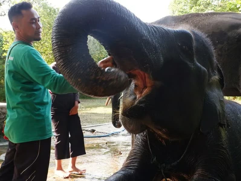 Menjaga Habitat Gajah Sumatera, LindungiHutan Hijaukan Taman Nasional Way Kambas.