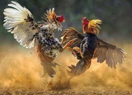Sabung Ayam (Foto:Istimewa)