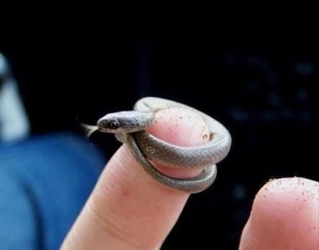 Foto: Zoologist Zahid