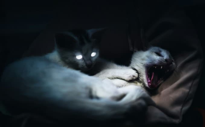 Ilustrasi Kucing Rabies