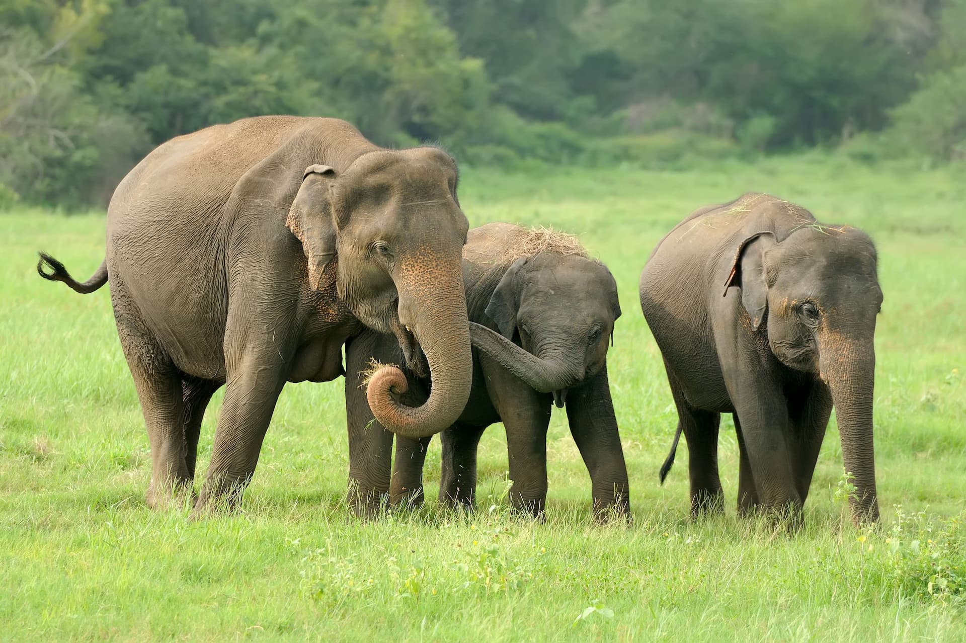 Selamatkan gajah (foto : Freepik/byrdyak)