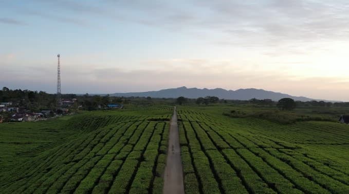 Kebun Teh PalmCo Jadi Arena Balap Asia Pasific Championship Rally.