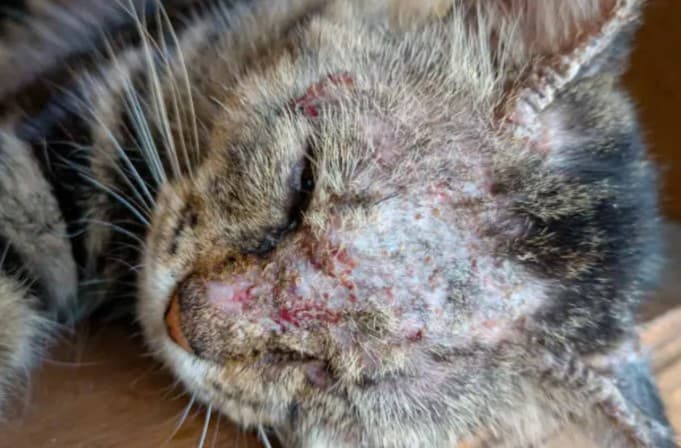 Ilustrasi Scabies pada Kucing.