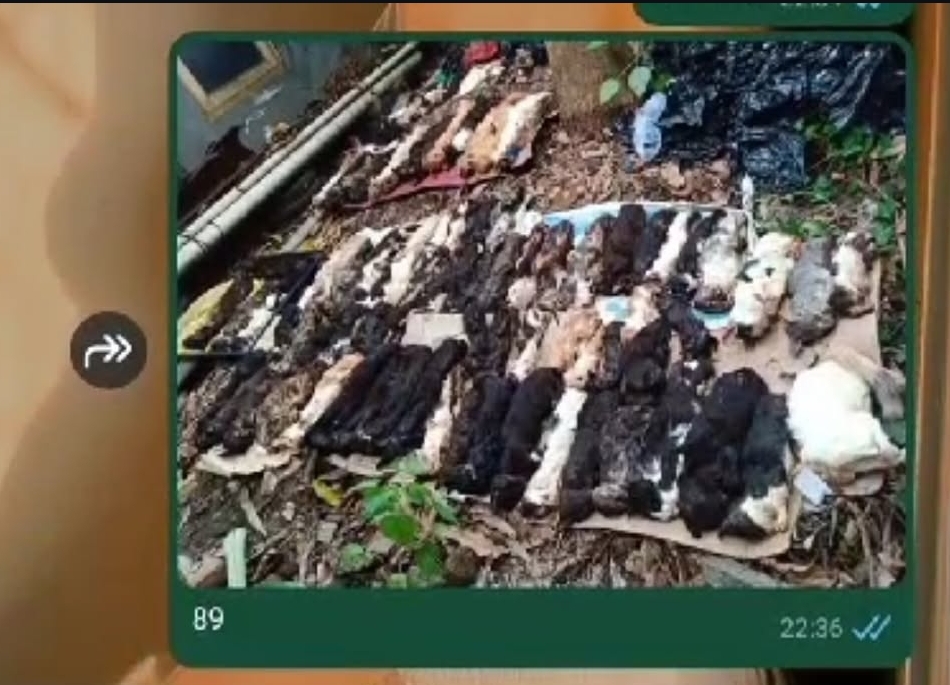 Viral Puluhan Kucing di Solo Ditemukan Terlantar hingga Mati Disimpan di Freezer