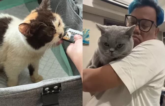 Kucing Uya Kuya jadi korban penjarahan massa (Foto: Istimewa)