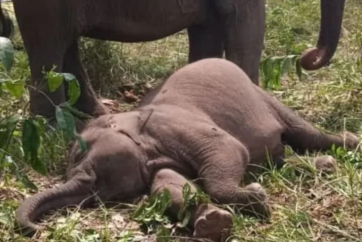 Viral Anak Gajah Tari Maskot TN Tesso Nilo Mati Mendadak. (Foto: Instagram @herryheryawa)