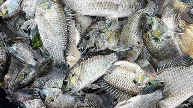 Thailand Musnahkah 7.300 Ton Ikan Nila Hitam